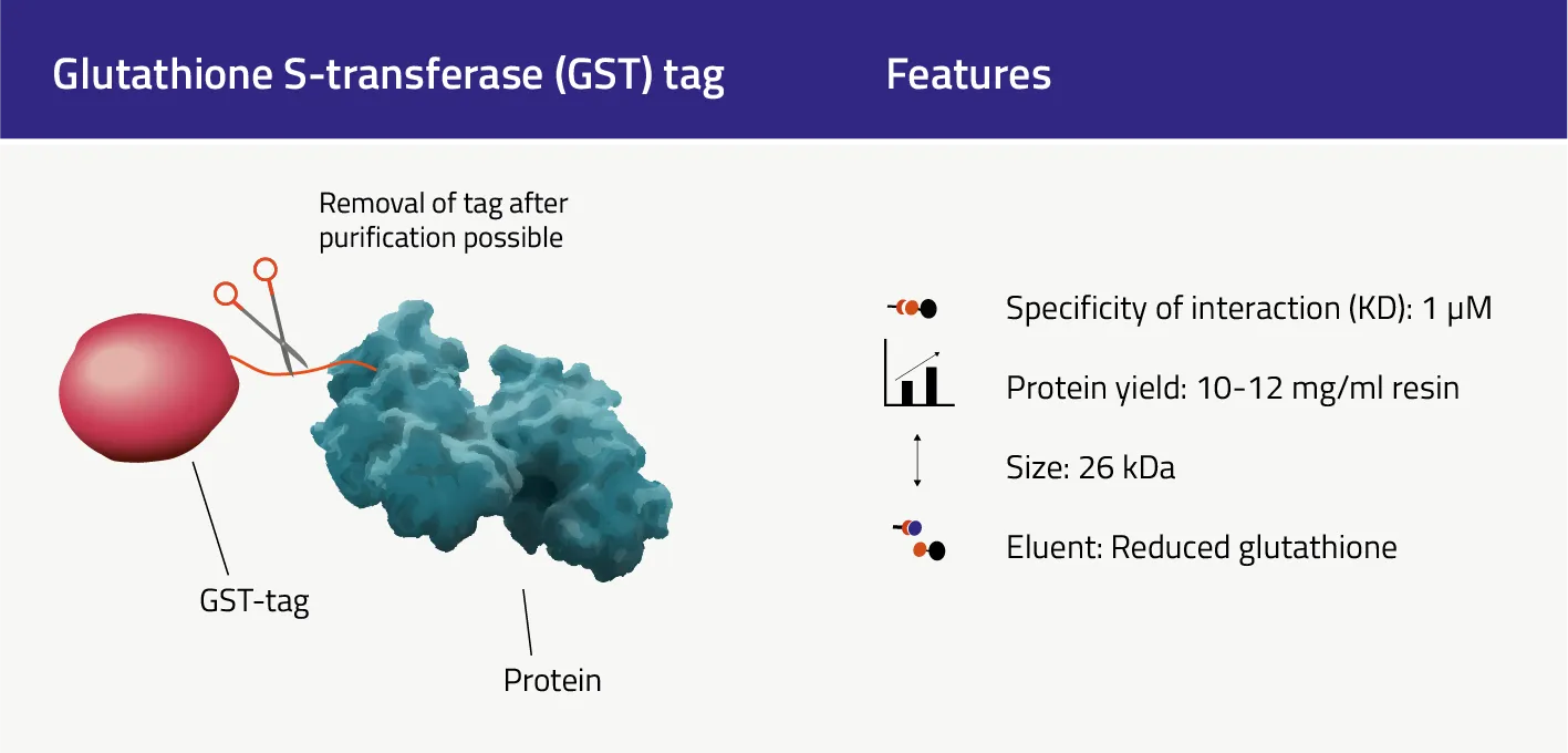 GST tagged protein